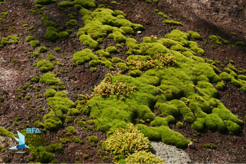 Sea-Container-Cabin-Off-Grid-Moss